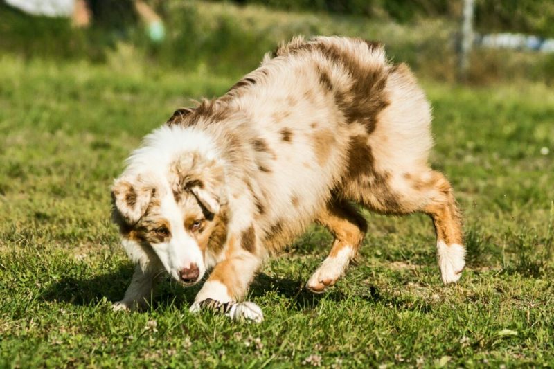 Agility Dog