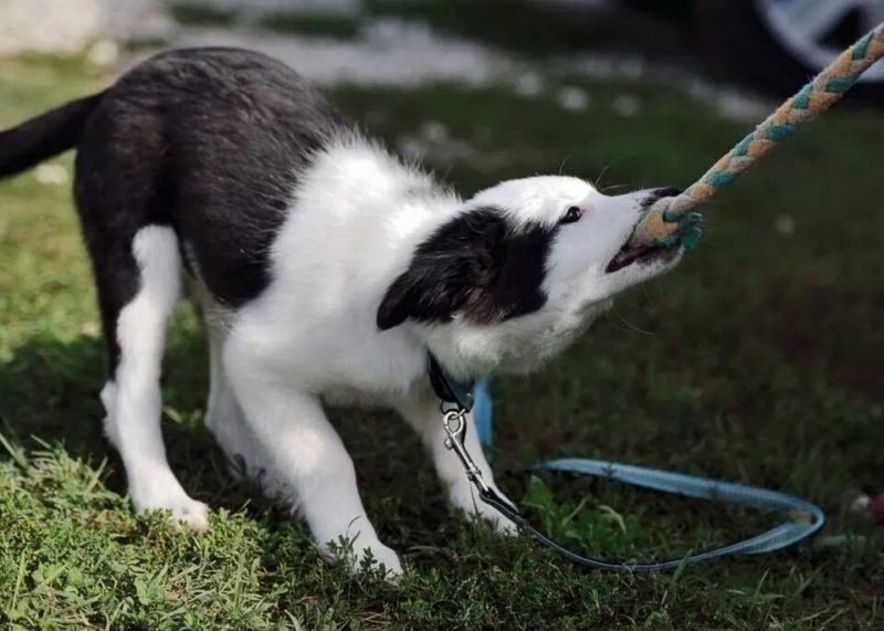 Agility Dog