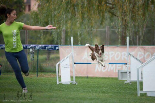 Agility Dog