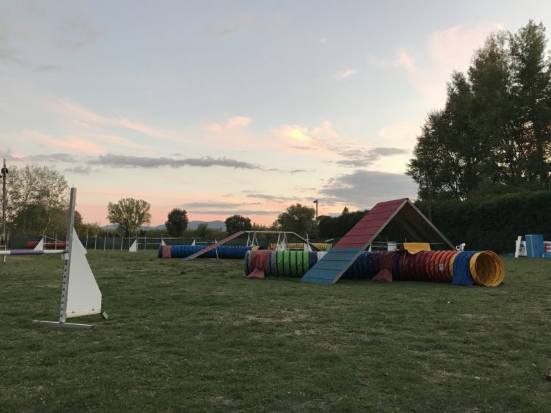 Agility Dog Educazione Cinofila Addestramento Cani - Terni