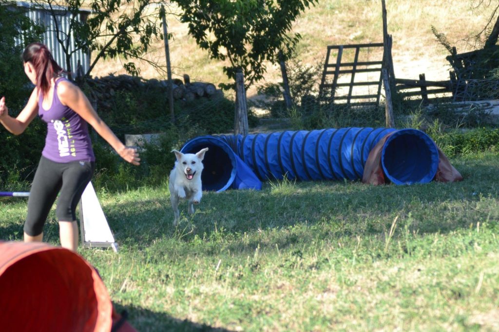 Agility Dog Educazione Cinofila - Terni