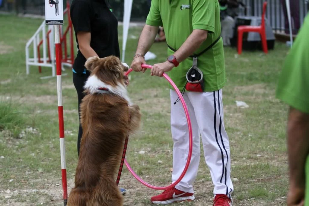 Agility Dog Educazione Cinofila - Terni