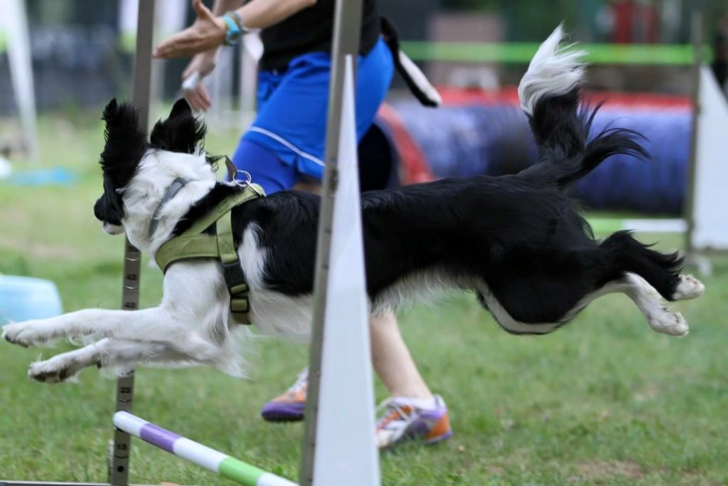 Agility Dog Educazione Cinofila - Terni