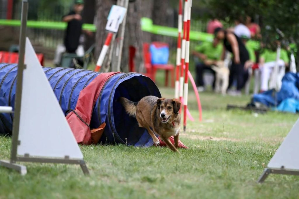 Agility Dog Educazione Cinofila - Terni