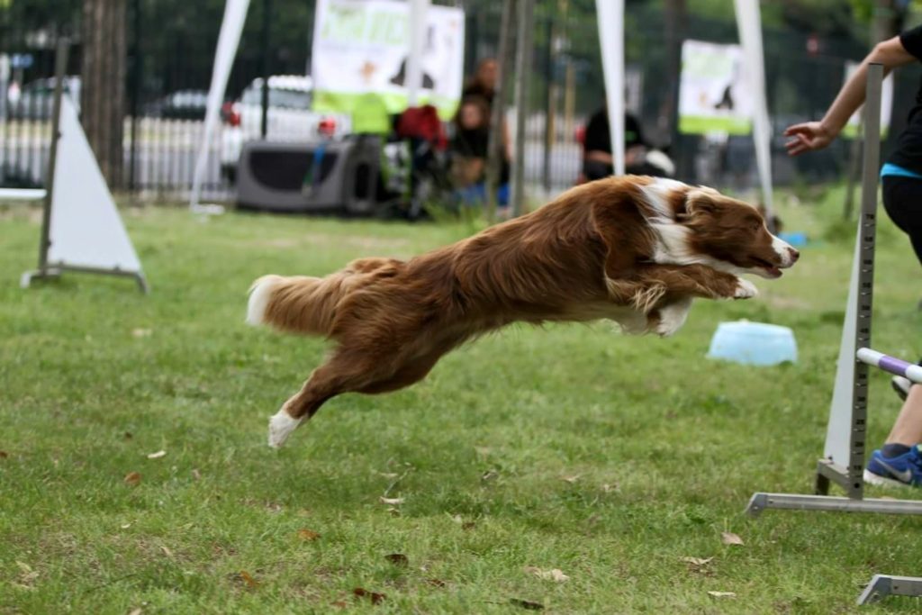 Agility Dog Educazione Cinofila - Terni