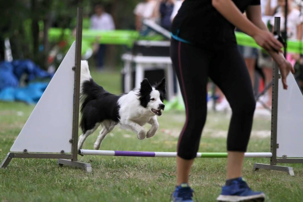 Agility Dog Educazione Cinofila - Terni