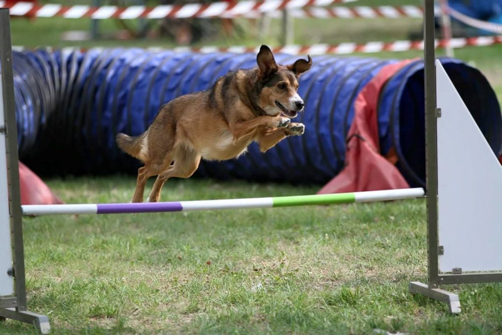 Agility Dog Educazione Cinofila - Terni