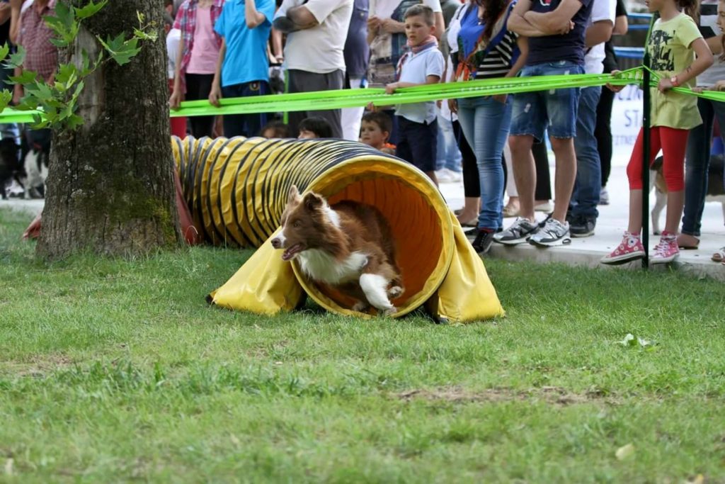 Agility Dog Educazione Cinofila - Terni