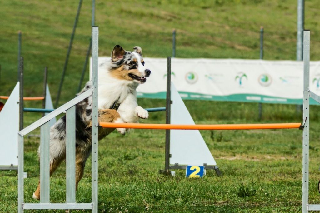 Agility Dog Educazione Cinofila - Terni