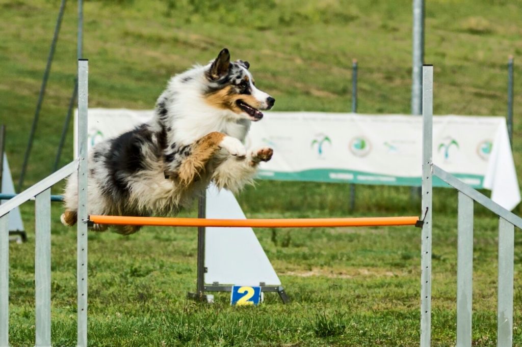 Agility Dog Educazione Cinofila - Terni