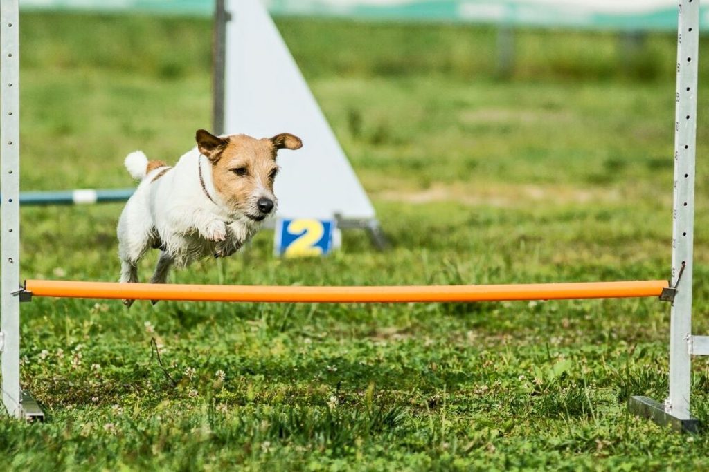 Agility Dog Terni