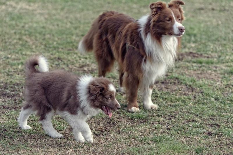 Agility Dog