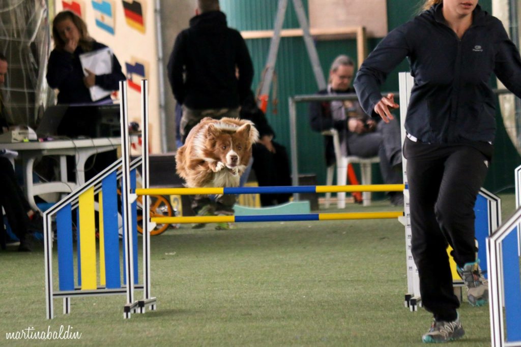 Agility Dog Educazione Cinofila - Terni