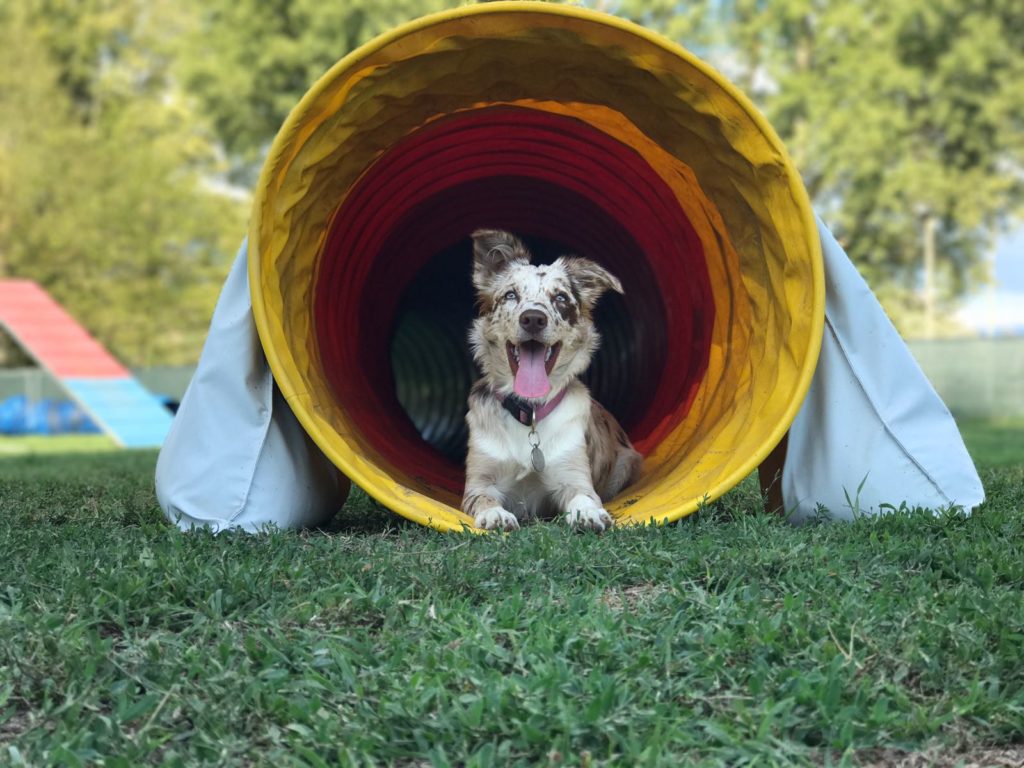 Agility Dog Educazione Cinofila - Terni