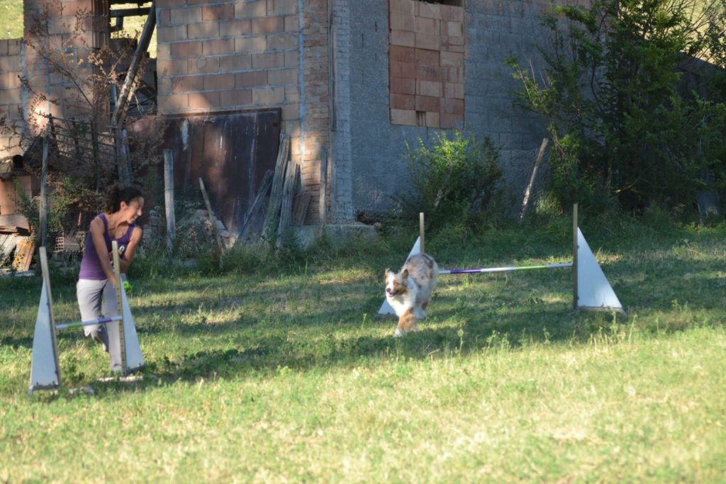 Agility Dog Educazione Cinofila - Terni