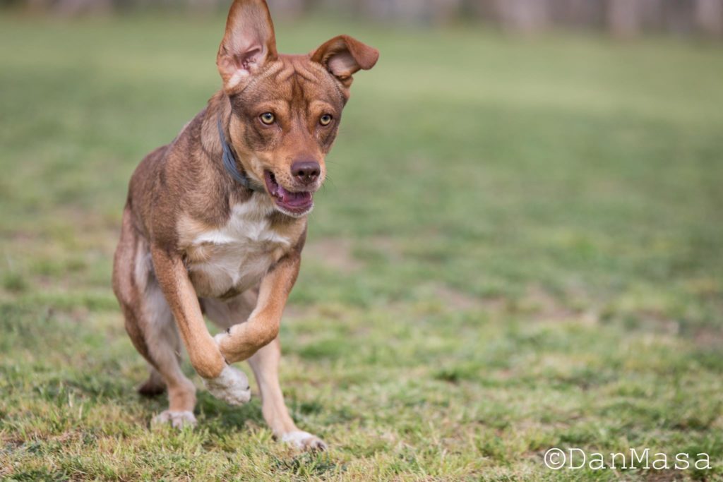 Agility Dog Educazione Cinofila - Terni