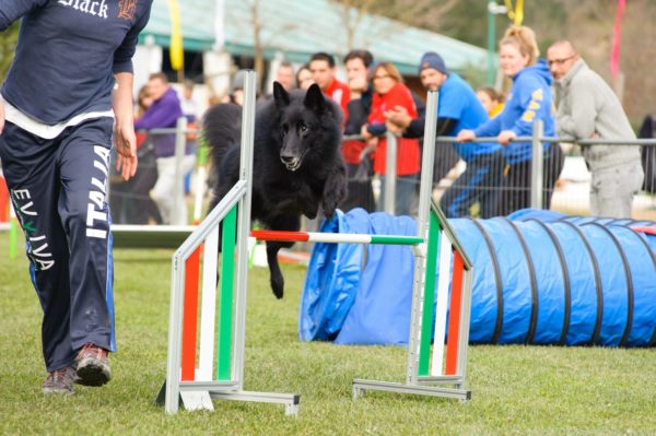 Agility Dog